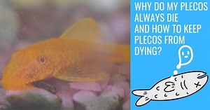 Why Do My Plecos Always Die And How To Keep Plecos From Dying?