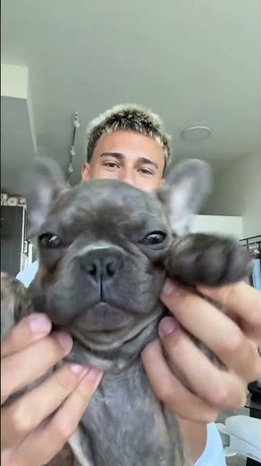 🐾 Just Another Day With a Frenchie