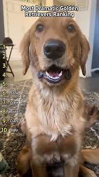These Golden Retrievers Deserve an Oscar🎭 | Funniest Dog Reactions Ever! Try Not to Laugh Challenge|