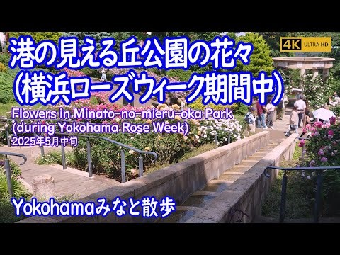 【Yokohamaみなと散歩】港の見える丘公園の花々（横浜ローズウィーク期間中）/ Minato-no-mieru-oka Park（2025年5月中旬）【Yokohama Port Walk】