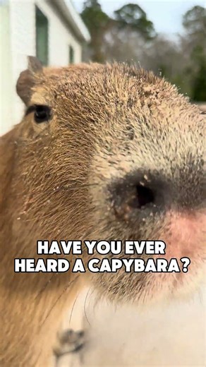 Capybara Sounds