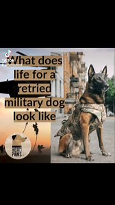 Life AFTER service | Hero paws - Life AFTER service