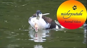 Duck Mating: The Sex Lives Of Ducks