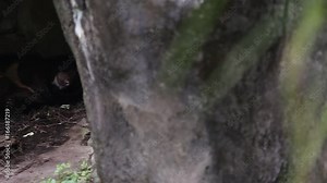 An adult Formosa Black Bear sleeping in the cave at a day hot summer, Ursus Thibetanus Formosanus at the -Dan