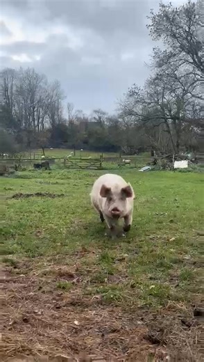 This is what happiness looks like, a rescued pig running, ears flapping, living her best life. 💚🐷 | Pear Tree Farm Animal Sanctuary