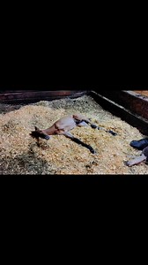 414K views · 13K reactions | I’ve seen several people ask how will Rocky ever get REM sleep? Like this: 路‍♀️? Horses lay down to get REM sleep. He’s not out where predators can get to him, has a buddy, and a full belly, all the components for good sleep ☺️. | Rocking R Ranch and Rescue, Inc. | Facebook