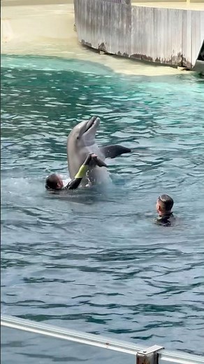 Dolphin show at seaworld orlando | Seaworld dolphin encounter show seaworld orlando florida