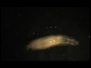 Dissection of Imaginal Discs from 3rd Instar Drosophila Larvae