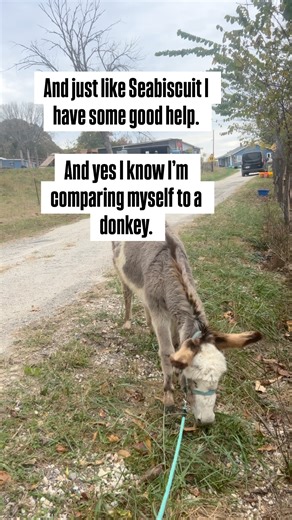 Such And Such Farm | Seabiscuit is standing up. Earlier this week he wasn’t. After some unknown trauma, Seabiscuit went down Monday night and was unable to get... | Instagram