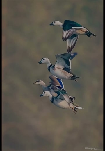 Wild Geese – The Majestic Migration of Nature