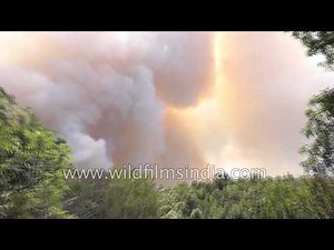 Jhum or clash-and-burn Cultivation in north-east India damages forests, soil and hillsides