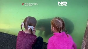 Video. Baby pygmy hippo makes her first appearance at Virginia Zoo