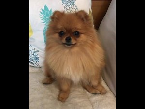 25K views · 1K reactions | ❤❤Cutest Pomeranian Puppies Compilation Part I❤❤ | Pomeranian Dogs | Facebook