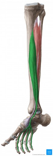 Flexor digitorum longus muscle