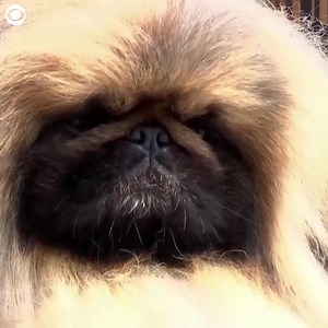 2.8K views · 24 reactions | "BEST IN SHOW:" Wasabi the Pekingese took home "Best in Show" at the 145th Westminster Kennel Club Dog Show. The top dog celebrated his win at the Empire State Building on Monday (6/14). Check out Wasabi's fur flowing in the wind! | News 8 Now / News 8000 | Facebook