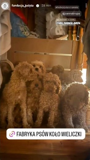 The Judyta Foundation is closing down another pseudo-breeding farm 😳🤬 #dog #help #shorts #judyta