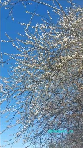 Catkins. Against the azure sky, they look rather unremarkable. 03/03/26.