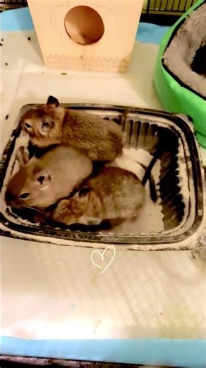 🌪️ Baby Degus 🥰 Rolling in the Dust 🥰 ✨#cute #degulife #asmr #funnypets #adorable #cutepets