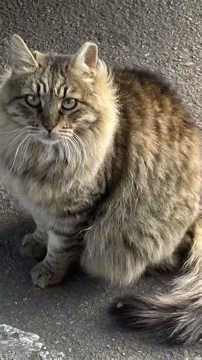 #popmusic #remix #music #newmusic #cat