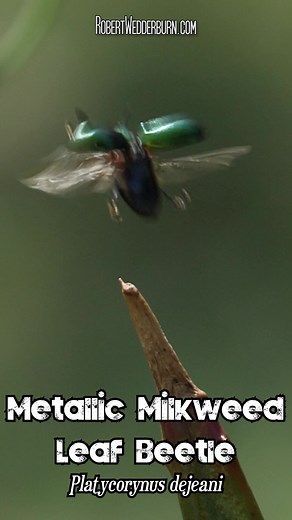 The Metallic Milkweed Leaf Beetle (Platycorynus dejeani) is one of the most colorful insect species in Southern Africa. 🔍 Explore the mesmerizing world of the Metallic Milkweed Leaf Beetle (Platycorynus dejeani) in this captivating YouTube short! 🍃✨ Watch as this stunning beetle showcases its vibrant metallic hues against the lush greenery, providing a close-up look at its unique features and behaviors. 📹🐞 🌿 Whether you're a nature enthusiast, insect lover, or just curious about the diverse