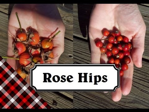 Rose Hips -- How to identify, harvest, and eat