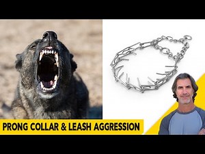 PRONG COLLARS and DOG AGGRESSION - AMA