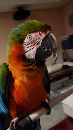 My Harlequin Macaw whispers and does ASMR... | Marlene Mc'Cohen