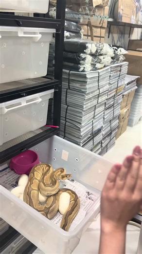 การเก็บไข่งูกับแม่งูบอล