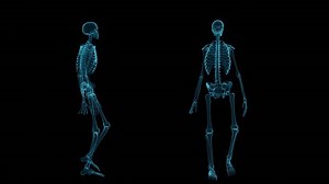 Human skeleton in x-ray material walking front and side view, 3D illustrations rendering