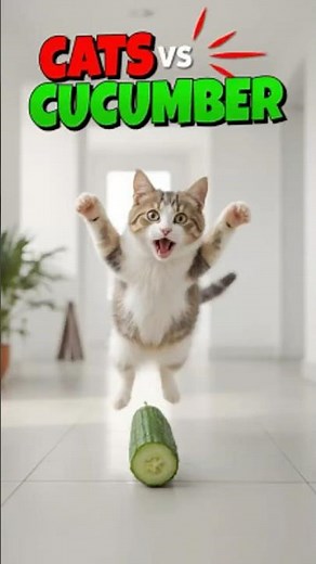 Cats vs Cucumbers 😹 Funniest Reactions You’ll See Today! #shorts
