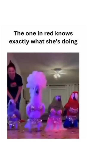Cursed on Instagram: "The video depicts a playful and whimsical scene where four parrots, dressed in vibrant costumes, engage in a dance-like activity within a room. A woman, standing to the left, observes and seems entertained by their movements. The setting includes a ceiling fan and a couch, suggesting a domestic environment, and the presence of confetti on the floor adds a festive atmosphere. The parrots' actions, though not always synchronized, create an amusing display of animal behavior. 