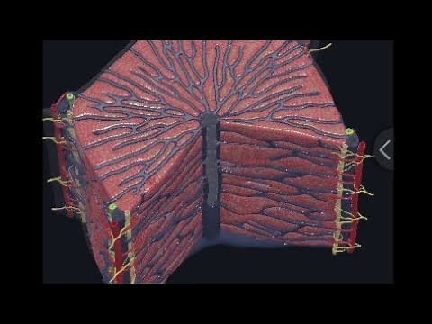 Histology of liver | Microanatomy of liver 3D