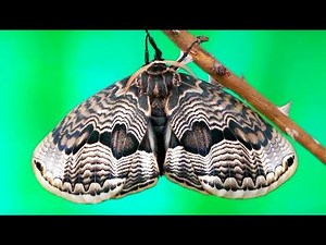 Full cycle of Brahmaea tancrei moth