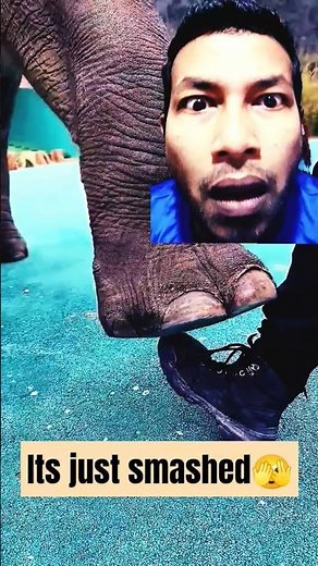 What Happens When An ELEPHANT Steps On Your Foot