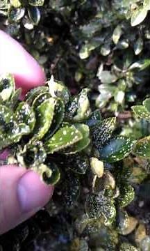 Euonymus scale crawlers and lacewing larva