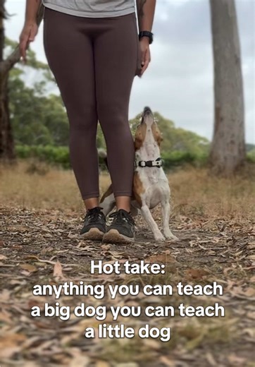 Dog Training Tips: Teach Your Small Dog Effectively