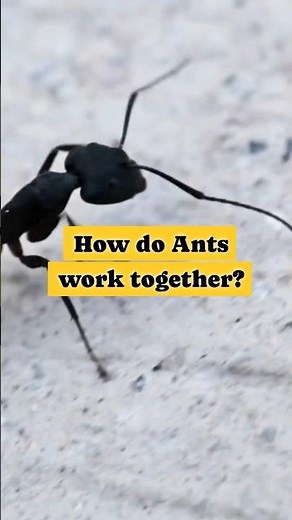 Ants Unleashed: The Astonishing Secrets of Teamwork!