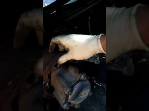 05 Dodge sprinter diesel 2.7 L 5 cyl, wheel speed sensor. ABS on