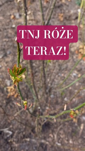 Kwitnie forsycja? Czas ciąć róże! 🌹✂️ #shorts