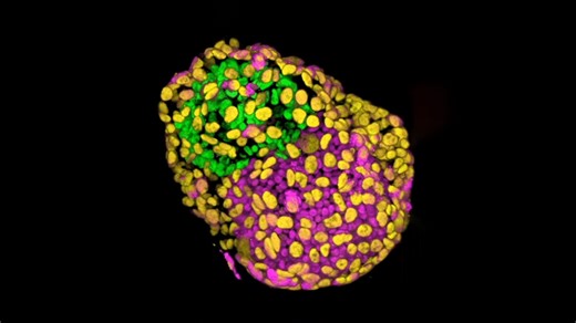 Cells That Build Themselves Into an Embryo? Scientists Just Made It Happen