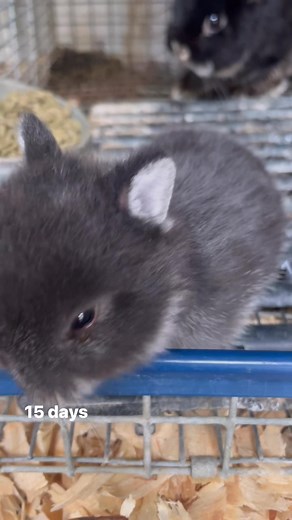 Rabbits are born with their eyes closed. They don’t open them until around 10 days after they’re born. Some bunnies tend to take a little longer than others but they all generally can see by the 20th day. | Little Clucks & Hops Farm