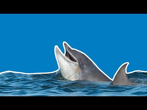 Bottlenose dolphin favourite facts | Dolphinwatch