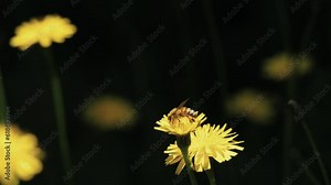 Bee pollinates flower and flies away