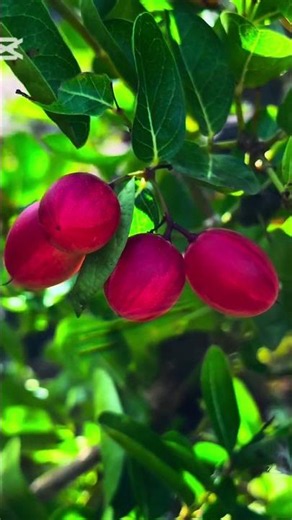 🍑 Beautiful Plum Fruit in Nature | Nature Moments KH #PlumFruit #Nature