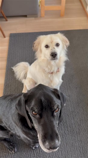 5 comments | How to fix dogs nipping while getting a treat | The Doggie Professor LLC | Facebook