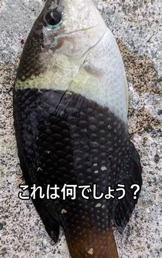#魚釣り #fishing #spearfishing