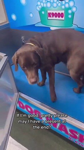 1.6M views · 223K reactions | The cleanest glossy man! 﫧 | Good Boy Ollie | Facebook