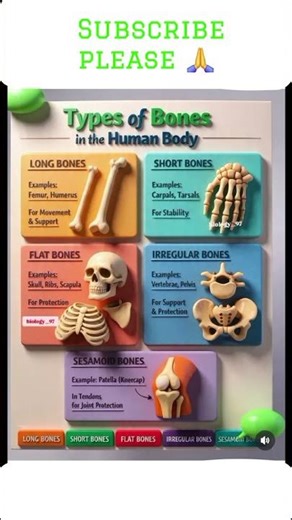Types of bones Best notes here 💥💥💥🤯🤯🤯 #biology #neet #aiims #biologyart