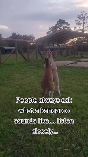 If you ever wondered what a kangaroo sounds like....wait no longer.....kangaroos don't vocalize when they are happy it is a stress or angry sound....collect your dabloons for learning a new fact! #dabloons #dabloonscat #sounds #kangaroo
