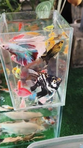 UNBOXING IKAN CUPANG, KOI, IKAN MAS KOKI, IKAN SAPU-SAPU, IKAN BLACK GHOST, GLOFISH, MANFISH #shorts